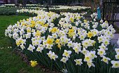 Narcisata nel mio giardino 27 marzo 09  - FOTOGALLERY